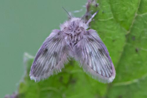 Pneumia mutua